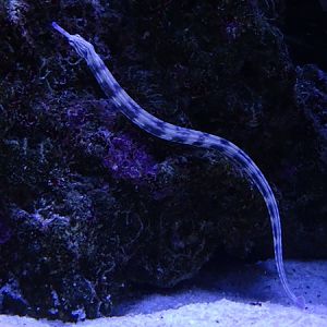 Scirbbled pipefish (Corythoichthys intestinalis)