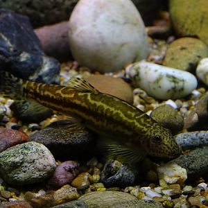 Spiney-headed hillstream loach (Gastromyzon ocellatus)