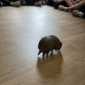 Three banded armadillo 19.7.24
