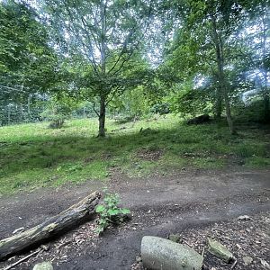 Asiatic lion enclosure 0.5 version 19.7.24