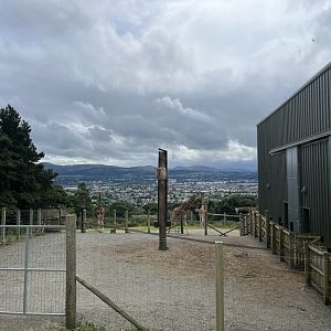 Giraffe enclosure 0.5 version 19.7.24