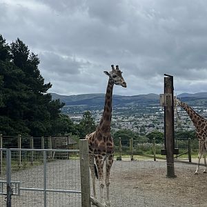 Giraffes and view 19.7.24