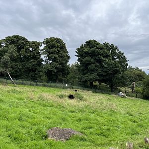 Wallaby walkthrough looking green 22.7.24