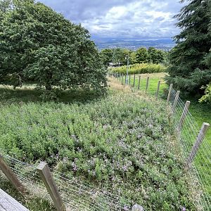 Former giant panda enclosure (to be sloth bear) 22.7.24