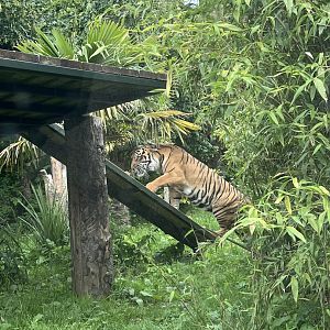 Sumatran tiger 22.7.24