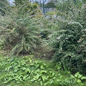 Tiger heated rock (well hidden and not used) 22.7.24