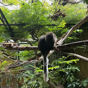 Cute coppery titis 22.7.24