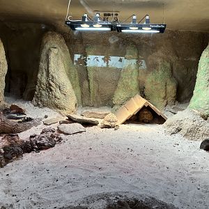 New Leopard tortoise enclosure 22.7.24