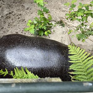 Pygmy hippo within touching distance 22.7.24