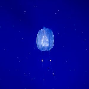 California Sea Gooseberry