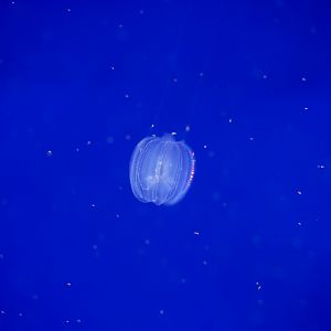 Dryodora glandiformis (Comb Jelly)