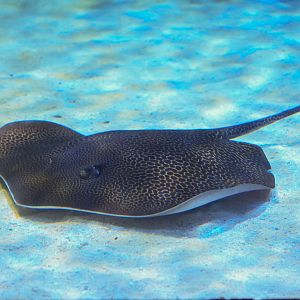 Australian Whipray*