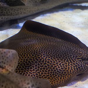 Whipray ID (Point Defiance Zoo & Aquarium)