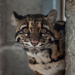 Clouded Leopard