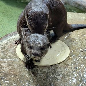 Asian Small-Clawed Otter-Bright's Zoo