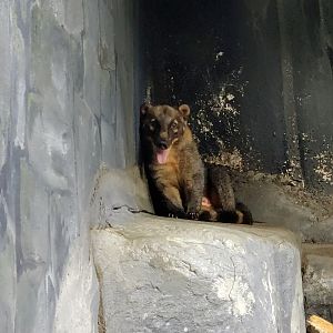 South American Coati-Bright's Zoo