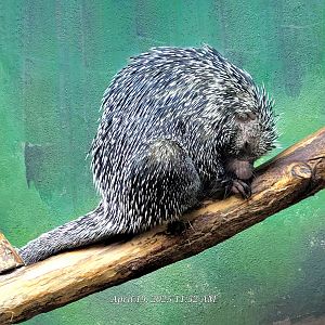 Prehensile-Tailed Porcupine-Bright's Zoo