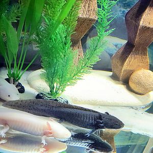 Axolotl-Bright's Zoo