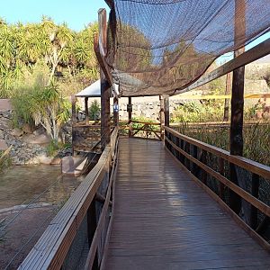 Cuban cocodrile exhibit