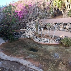 Cuban cocodrile exhibit