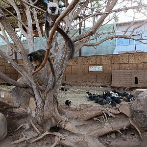 White-headed lemur exhibit