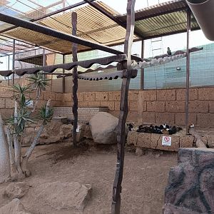 White-cheeked turaco and guinea pig exhibit