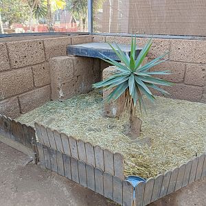 Sulcata tortoise exhibit