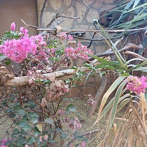 Cotton-top tamarin exhibits