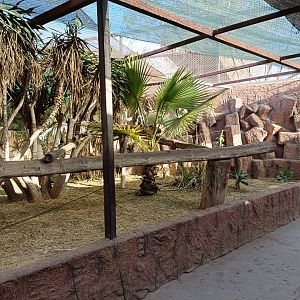 Squirrel monkey exhibit