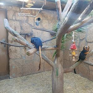 Golden-headed lion tamarin exhibit