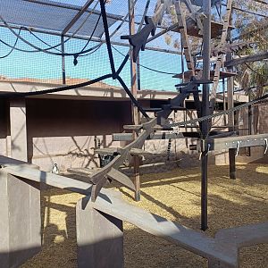 Ring-tailed lemur exhibit