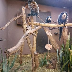 White-headed marmoset exhibit