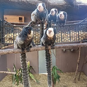 White-headed marmoset exhibit
