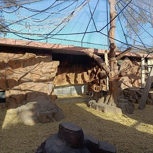 De Brazza's monkey exhibit