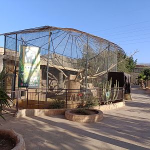 De Brazza's monkey exhibit