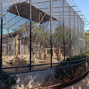 Common patas monkey exhibit