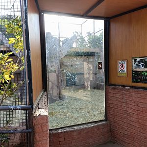 Hanuman langur exhibit