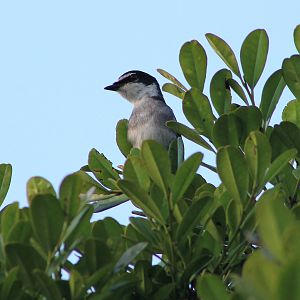 Ryukyu Minivet (Pericrocotus tegimae)