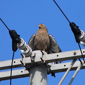 Crested Serpent-Eagle (Spilornis cheela perplexus)