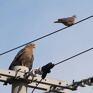 Crested Serpent-Eagle and Oriental Turtle Dove