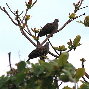 Oriental Turtle Doves (Streptopelia orientalis stimpsoni)