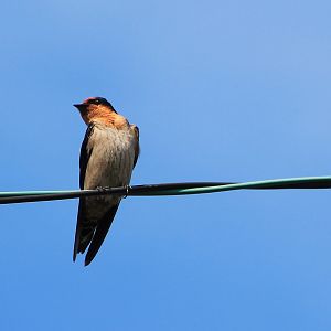 Pacific Swallow (Hirundo tahitica namiyei)