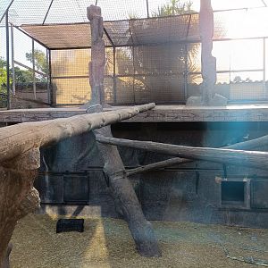De brazza's monkey exhibit