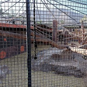 De brazza's monkey exhibit