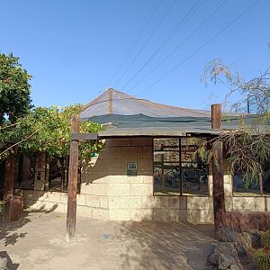 De brazza's monkey exhibit