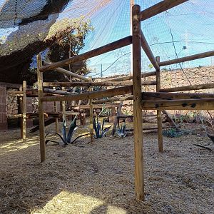 De brazza's monkey exhibit