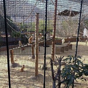 Common patas monkey exhibit