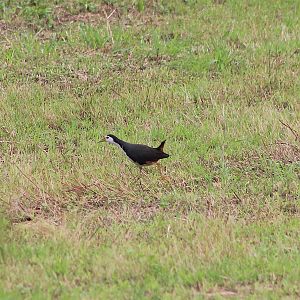 White-breasted Waterhen (Amaurornis phoenicurus)