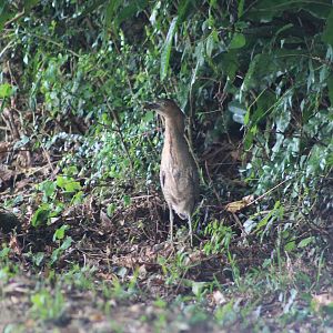Malayan Night Heron (Gorsarchius melanolophus)
