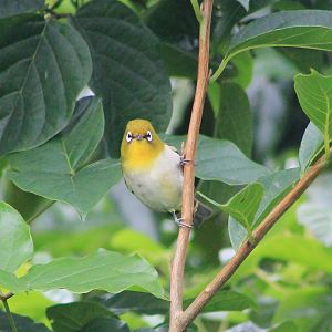 Japanese White-eye (Zosterops japonicus loochooensis)